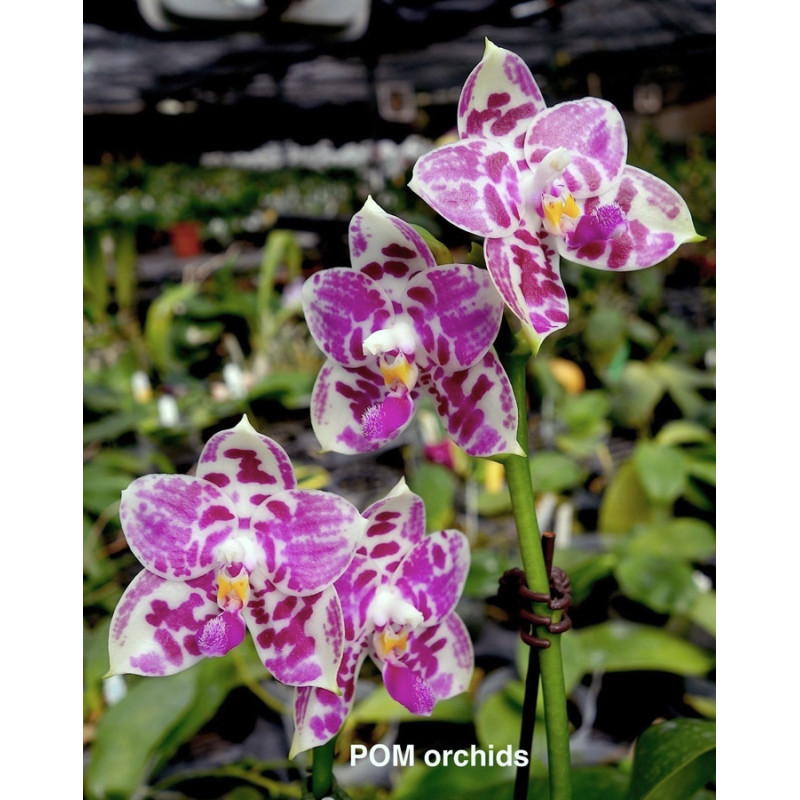 Орхiдея Phal. KS Super Zebra Hello Kitty - купити, доставка Україна